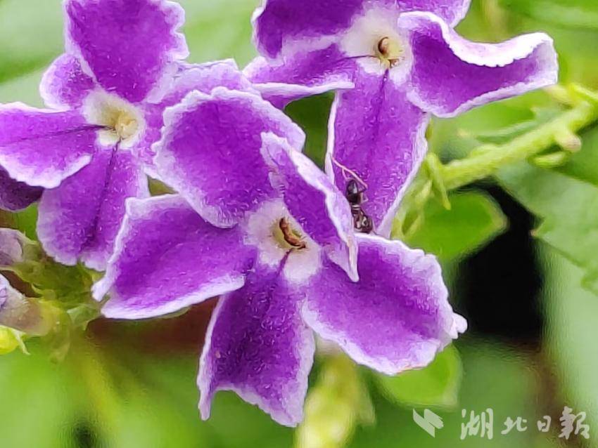 苹果手机怎么下载玛丽水果机?